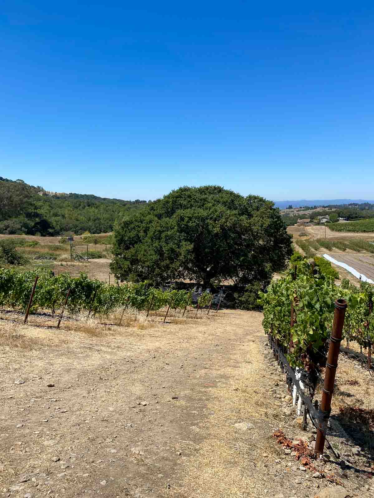 https://www.lucismorsels.com/wp-content/uploads/2022/08/Sustainable-Sonoma-Winery-to-Visit-Belden-Barns-12.jpg